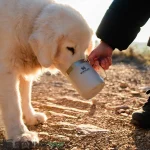ماگ استنلی STANLEY مدل CAMP MUG 350ML